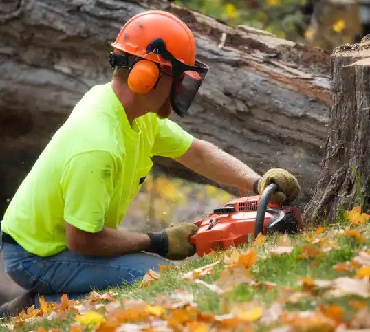 tree services Bel Air